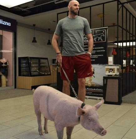 开云电竞官网-
球星养的“奇葩”宠物？猪和骆驼不算啥 乔治的狗竟然叫“科比”(图3)